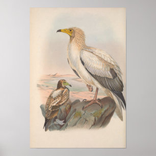 Vintager ägyptischer Vulturbird Poster