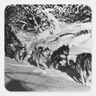 Vintager Alaska eskimo Malamute Schlittenrennen 19 Quadratischer Aufkleber