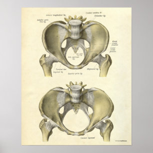 Vintager Anatomie-Druck entbeint Pelvis Poster