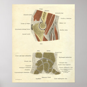 Vintager Anatomie-Druck entbeint Poster