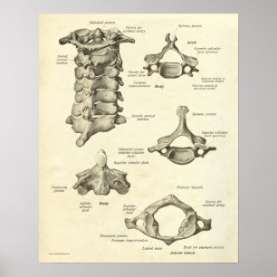Vintager Anatomie-Druck entbeint zervikalen Wirbel Poster