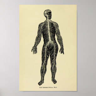 Vintager Anatomie-Kunst-Druck des nervösen Poster