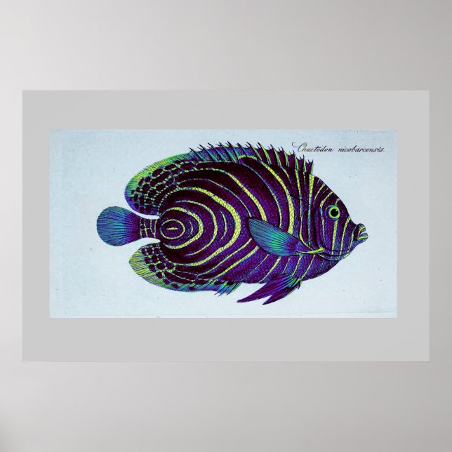 Vintager Angelfisch Poster (Vorne)