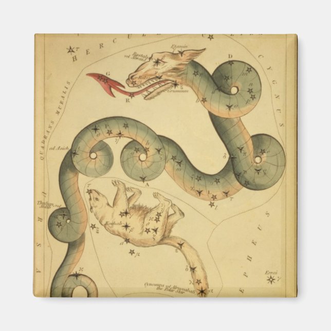 Vintager Astronomiedruck Draco & Ursa Minor Magnet (Vorne)
