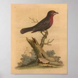 Vintager Bird Black Print Poster