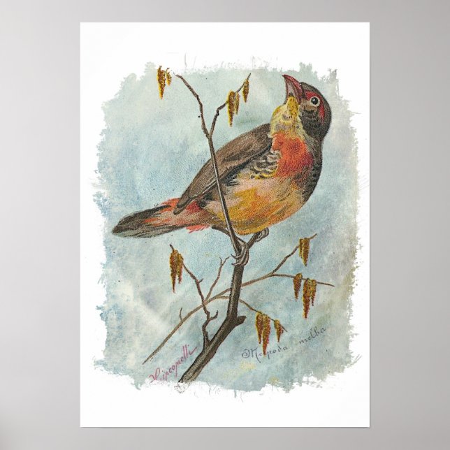 Vintager Bird Poster (Vorne)