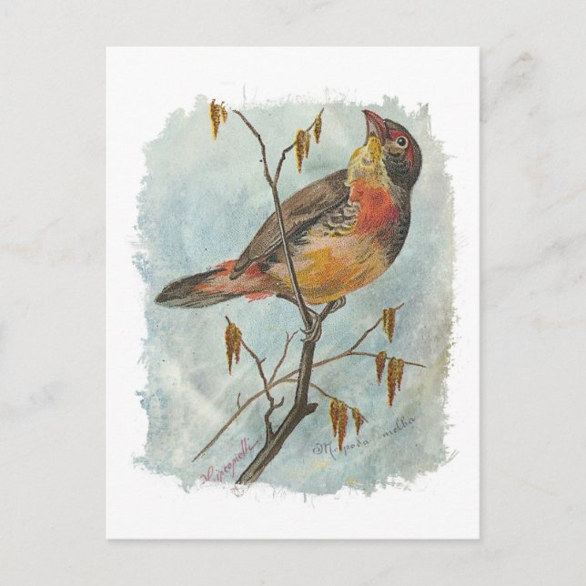 Vintager Bird Postkarte (Vorderseite)