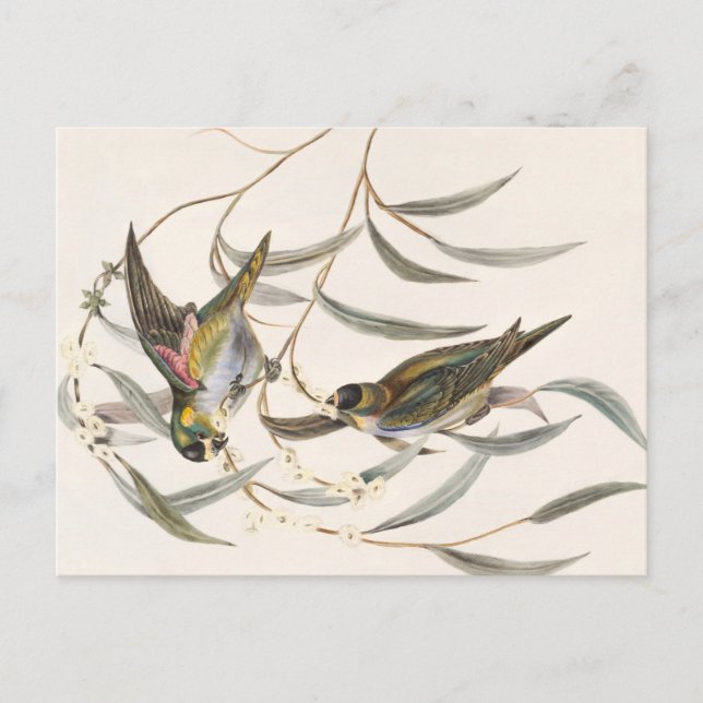 Vintager Bird Postkarte (Vorderseite)