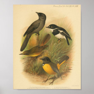 Vintager Bird Schwarz-weiß Gelb Poster