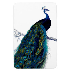 Vintager blauer eleganter bunter Pfau Magnet