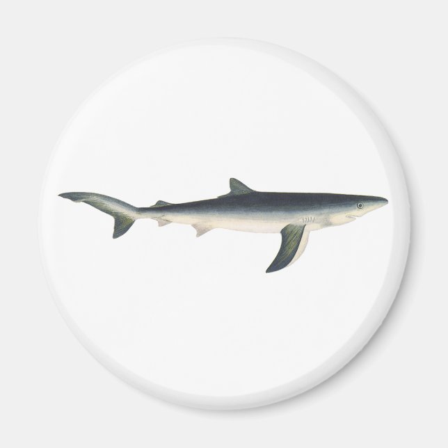 Vintager Blauer Hai, Leben im aquatischen Ozean Magnet (Vorne)
