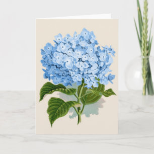 Vintager blauer Hydrangea Karte