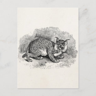 Vintager Bobcat Bob 1800 Cat Lynx Illustration Postkarte