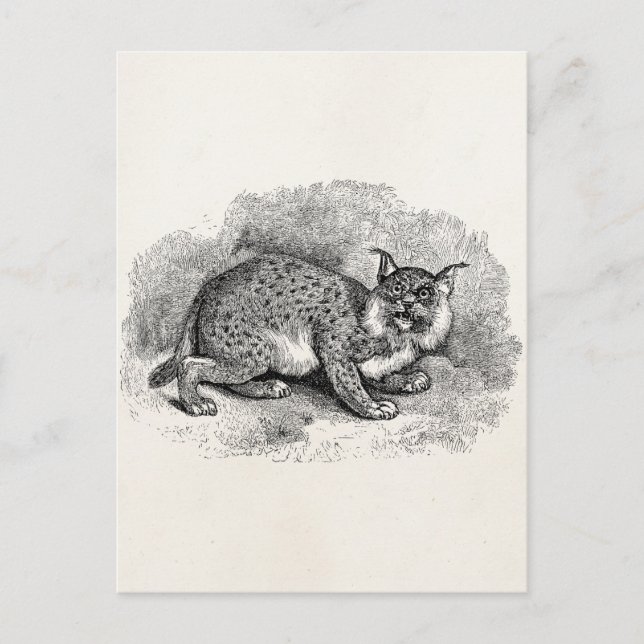 Vintager Bobcat Bob 1800 Cat Lynx Illustration Postkarte (Vorderseite)