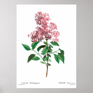 Vintager botanischer Ausdruck eines chinesischen K Poster