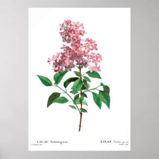 Vintager botanischer Ausdruck eines chinesischen K Poster