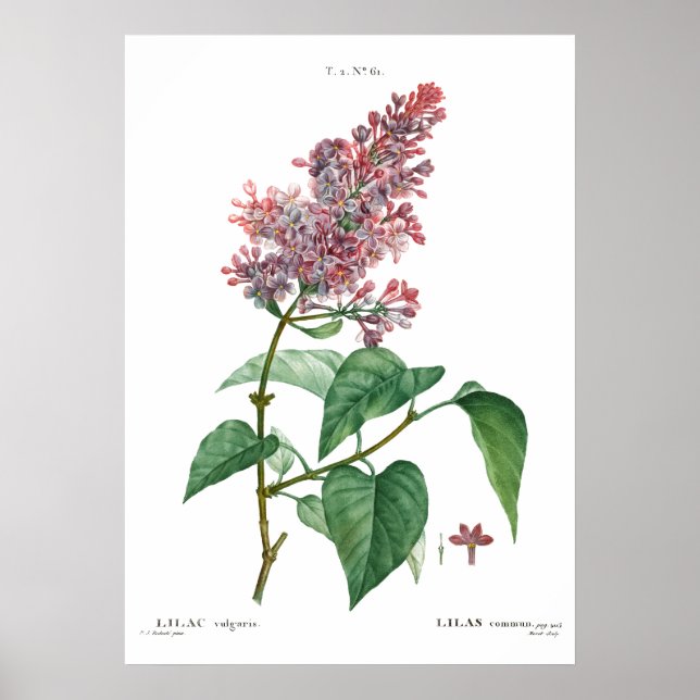 Vintager botanischer Ausdruck eines gemeinsamen li Poster (Vorne)