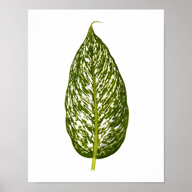 Vintager Botanischer Blattdruck Poster (Vorne)