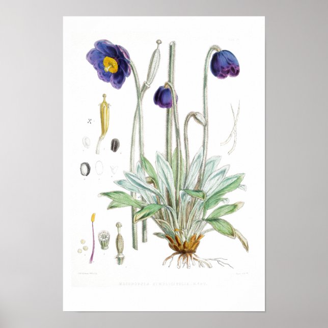 VINTAGER BOTANISCHER "BLAUE POPPY" REDOUTÉ POSTER (Vorne)