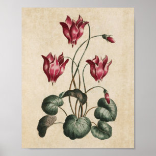 Vintager botanischer Blumenkanzler Print Poster