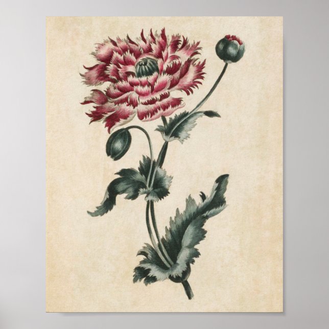 Vintager Botanischer Blumenmohndruck Poster (Vorne)
