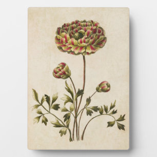 Vintager Botanischer Blumenranunculus Fotoplatte