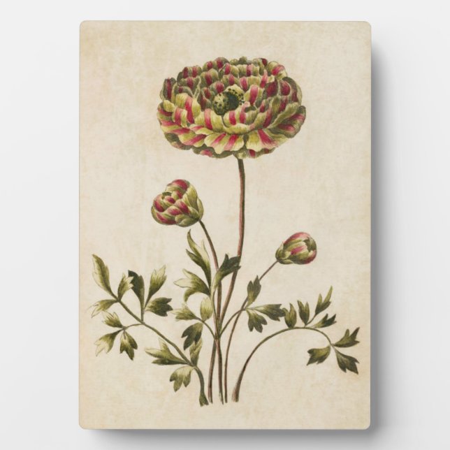 Vintager Botanischer Blumenranunculus Fotoplatte (Vorderseite)