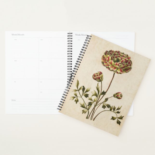 Vintager Botanischer Blumenranunculus Planer (Anzeige)