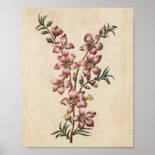 Vintager botanischer Blütenblättriger Blossom Poster