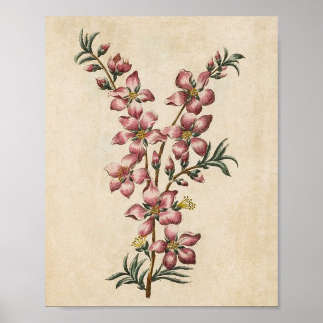 Vintager botanischer Blütenblättriger Blossom Poster (Vorne)