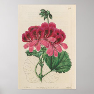 VINTAGER BOTANISCHER DEUTSCHER DRUCKPOSTER POSTER