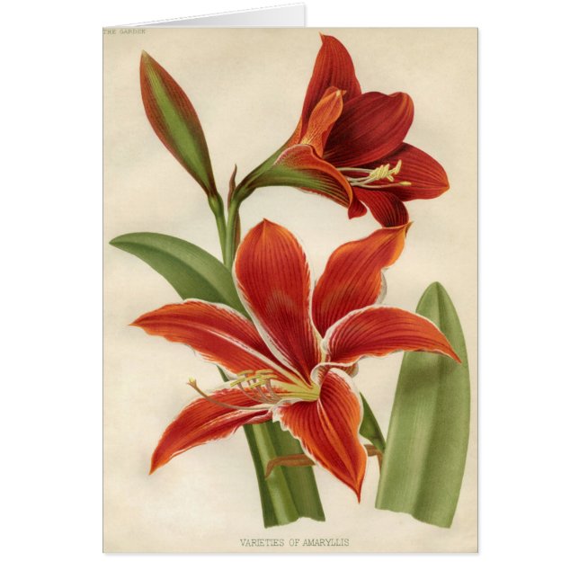 Vintager botanischer Druck - Amaryllis (Vorne)