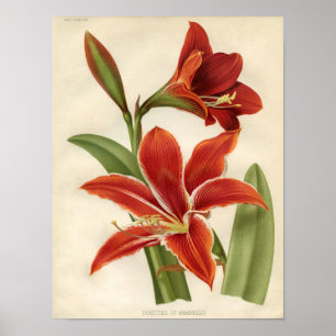 Vintager botanischer Druck - Amaryllis Poster