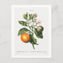 VINTAGER BOTANISCHER DRUCK "BITTER ORANGE" VON RED POSTKARTE