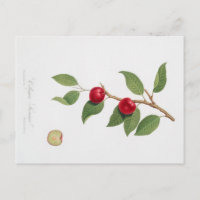 VINTAGER BOTANISCHER DRUCK DER CHERRY-BLOSSOM-POST