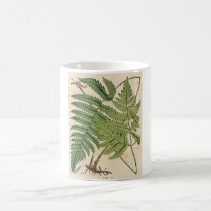 Vintager botanischer Druck - Farne Tasse