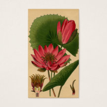 Vintager botanischer Druck Rosa Wasserlilie Lotus