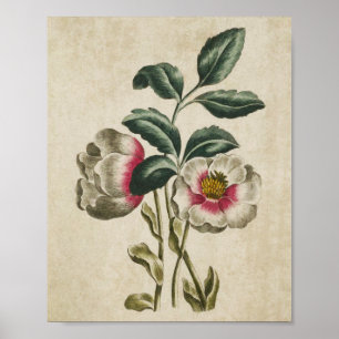 Vintager Botanischer Flora-Hellebore Poster