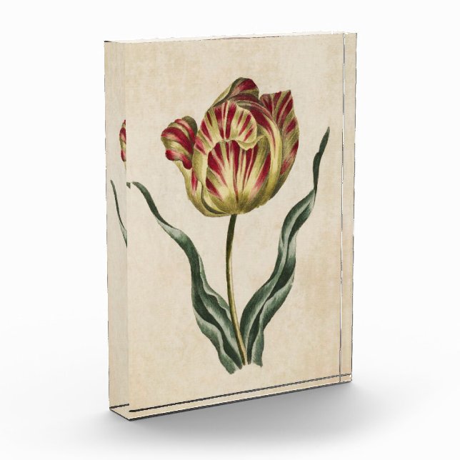 Vintager botanischer Flora-Tulip Fotoblock (Links)