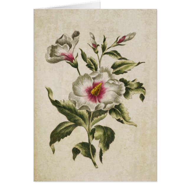 Vintager botanischer Floral Althea Frutex (Vorne)