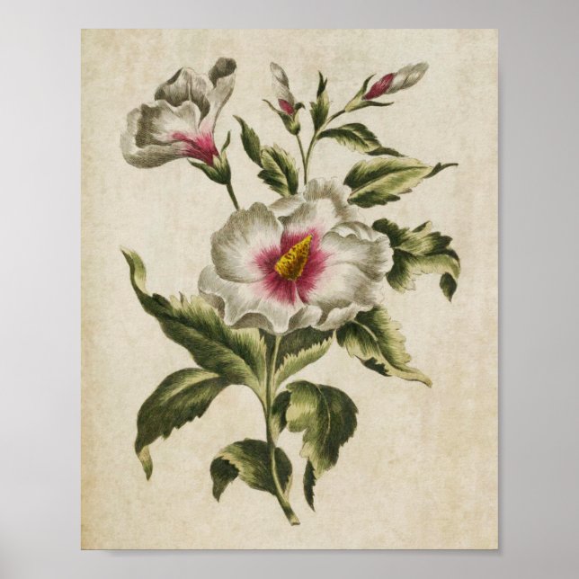 Vintager botanischer Floral Althea Frutex Print Poster (Vorne)
