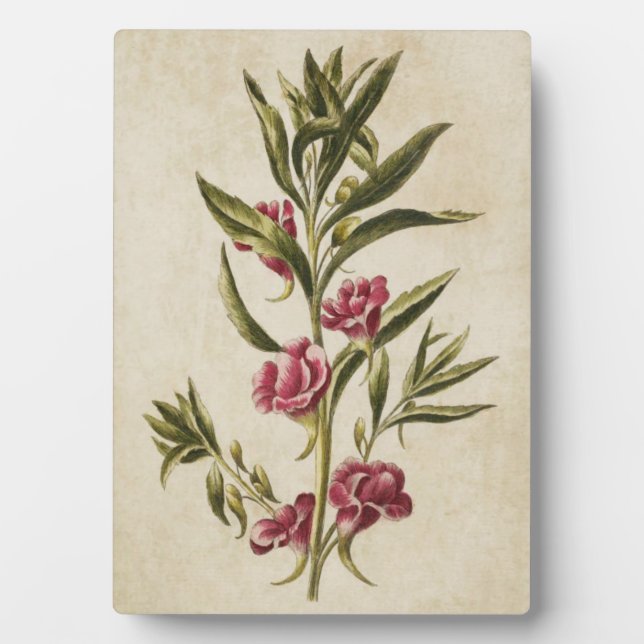 Vintager botanischer Floral Balsam Fotoplatte (Vorderseite)