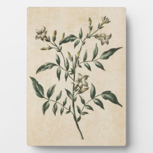 Vintager Botanischer Floral Jasmin Fotoplatte