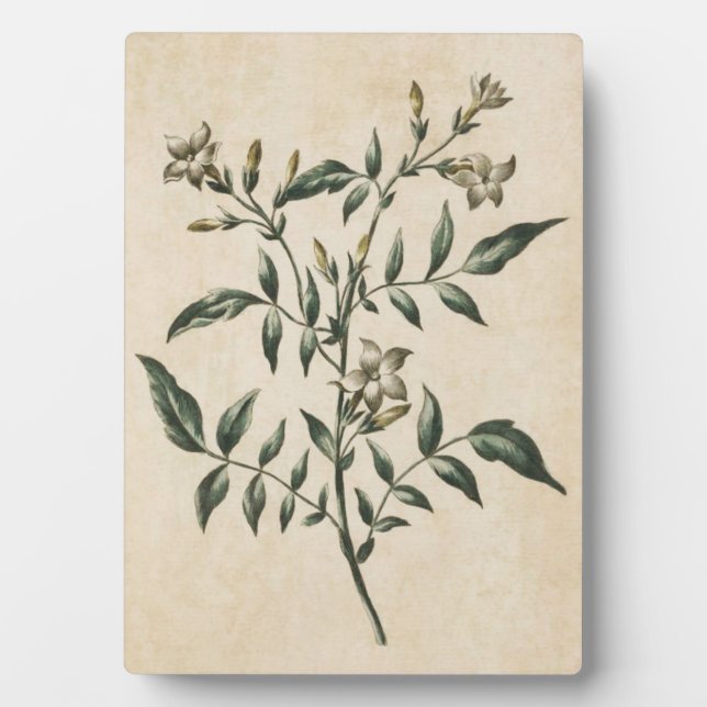 Vintager Botanischer Floral Jasmin Fotoplatte (Vorderseite)
