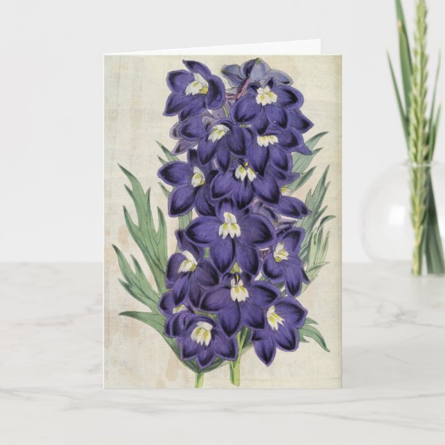 Vintager Botanischer Fraser's Bee Larkspur Karte (Vorderseite)