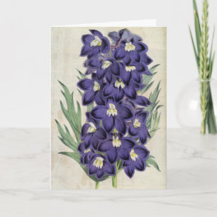Vintager Botanischer Fraser's Bee Larkspur Karte