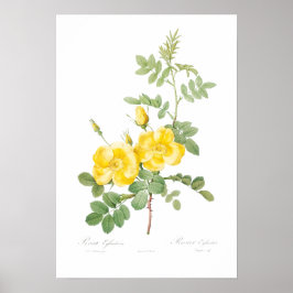 VINTAGER BOTANISCHER GELBROSE POSTER