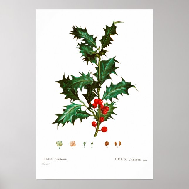VINTAGER BOTANISCHER GEMEINSAMER HOLLY POSTER (Vorne)