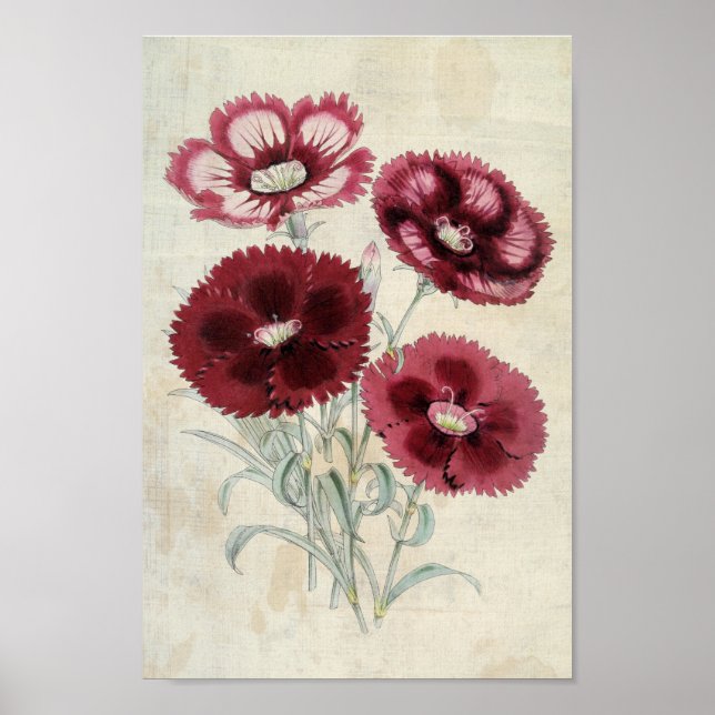 Vintager Botanischer Heddewig-Rosa Poster (Vorne)