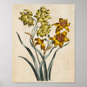 Vintager botanischer Jonquil Print Poster